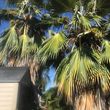 Photo #1: Palm tree trimming
