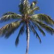 Photo #2: Palm tree trimming
