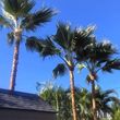 Photo #4: Palm tree trimming