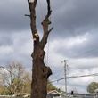 Photo #1: STUMPGRINDING, TREE REMOVAL AND TRIMMING