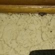 Photo #1: Pest Control services-Roaches, bed bugs, etc