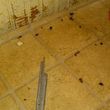 Photo #3: Pest Control services-Roaches, bed bugs, etc