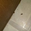 Photo #4: Pest Control services-Roaches, bed bugs, etc