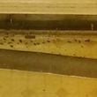 Photo #5: Pest Control services-Roaches, bed bugs, etc