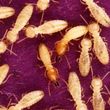 Photo #6: Termites Termite Termitas Termita Comejen