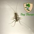 Photo #5: Bug Thumpers Pest Control