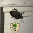 Photo #7: Bug Thumpers Pest Control