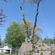Photo #5: C.A.B tree service LLC