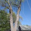 Photo #6: C.A.B tree service LLC