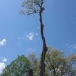 Photo #7: C.A.B tree service LLC