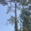 Photo #2: Brown Tree Service & Stump Removal