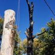 Photo #3: Brown Tree Service & Stump Removal