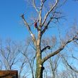 Photo #5: Brown Tree Service & Stump Removal