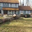 Photo #6: Brown Tree Service & Stump Removal