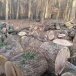 Photo #7: Brown Tree Service & Stump Removal
