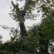 Photo #8: Brown Tree Service & Stump Removal