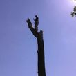 Photo #3: ●》LOCALLY OWNED TREE COMPANY TREE SERVICE FULLY INSURED●