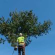 Photo #4: ●》LOCALLY OWNED TREE COMPANY TREE SERVICE FULLY INSURED●