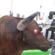 Photo #3: Mechanical Bull