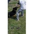 Photo #1: HOME PROTECTION K-9 TRAINING