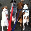 Photo #1: Dog Walking, Daycare, & Boarding Swampscott/Marblehead