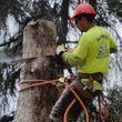 Photo #1: Wanted Tree Climber/ Groundsman