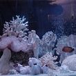 Photo #1: Mermaid Aquarium Service