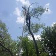 Photo #1: Plum creek. Tree trimming and removal!!!!!