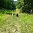 Photo #1: Happy Tails!!! DOG HIKING service in northern Westchester/Putnam Count