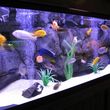 Photo #1: Aquarium Installation/Maintenance Service