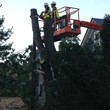 Photo #1: Platinum Tree Service Inc.