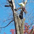 Photo #1: P & B landscaping. Tree service
