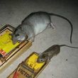 Photo #2: Ridzone Pest Control. Rodent Control Exterminators.