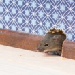 Photo #1: Ridzone Pest Control. Rodent Control Exterminators.