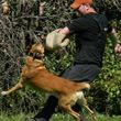 Photo #1: Elite Dog Training