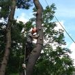 Photo #1: Schwan's Tree Care