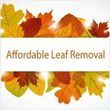 Photo #1: LEAF REMOVAL SERVICE