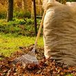 Photo #3: LEAF REMOVAL SERVICE