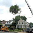 Photo #5: A CUT ABOVE TREE SERVICE OF PA, INC,