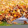 Photo #1: Fall Leaf Cleanups