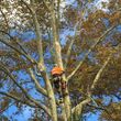 Photo #1: CHEAP TREE SERVICE. BRUSH GRINDING AND REMOVAL