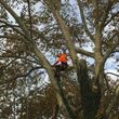 Photo #3: CHEAP TREE SERVICE. BRUSH GRINDING AND REMOVAL