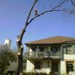 Photo #6: Artisan Tree Service - Trimming Removals and More