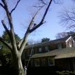 Photo #4: Artisan Tree Service - Trimming Removals and More