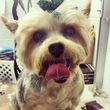 Photo #1: SUSIES DOG GROOMING, DAYCARE, WALKING, DOG & CAT SITTING!