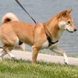 Photo #3: Furry Friends and Co. Dog Walking at Beautiful Vitruvian Park