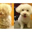 Photo #1: Full Set Grooming Specials $35