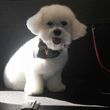 Photo #1: Barks and Bubbles Mobile Dog Grooming