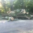 Photo #3: Tree Service (We Cut You, Clean Up)