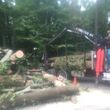 Photo #1: Tree Service (We Cut You, Clean Up)